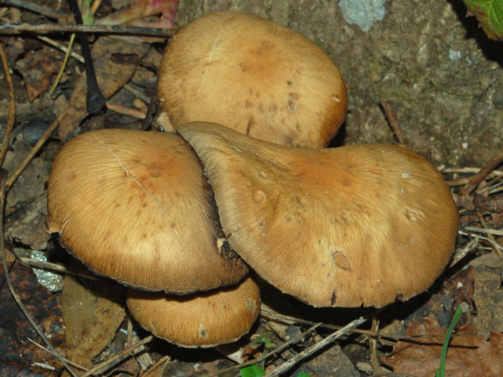 Psathyrella lacrymabunda